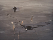 Coots_2